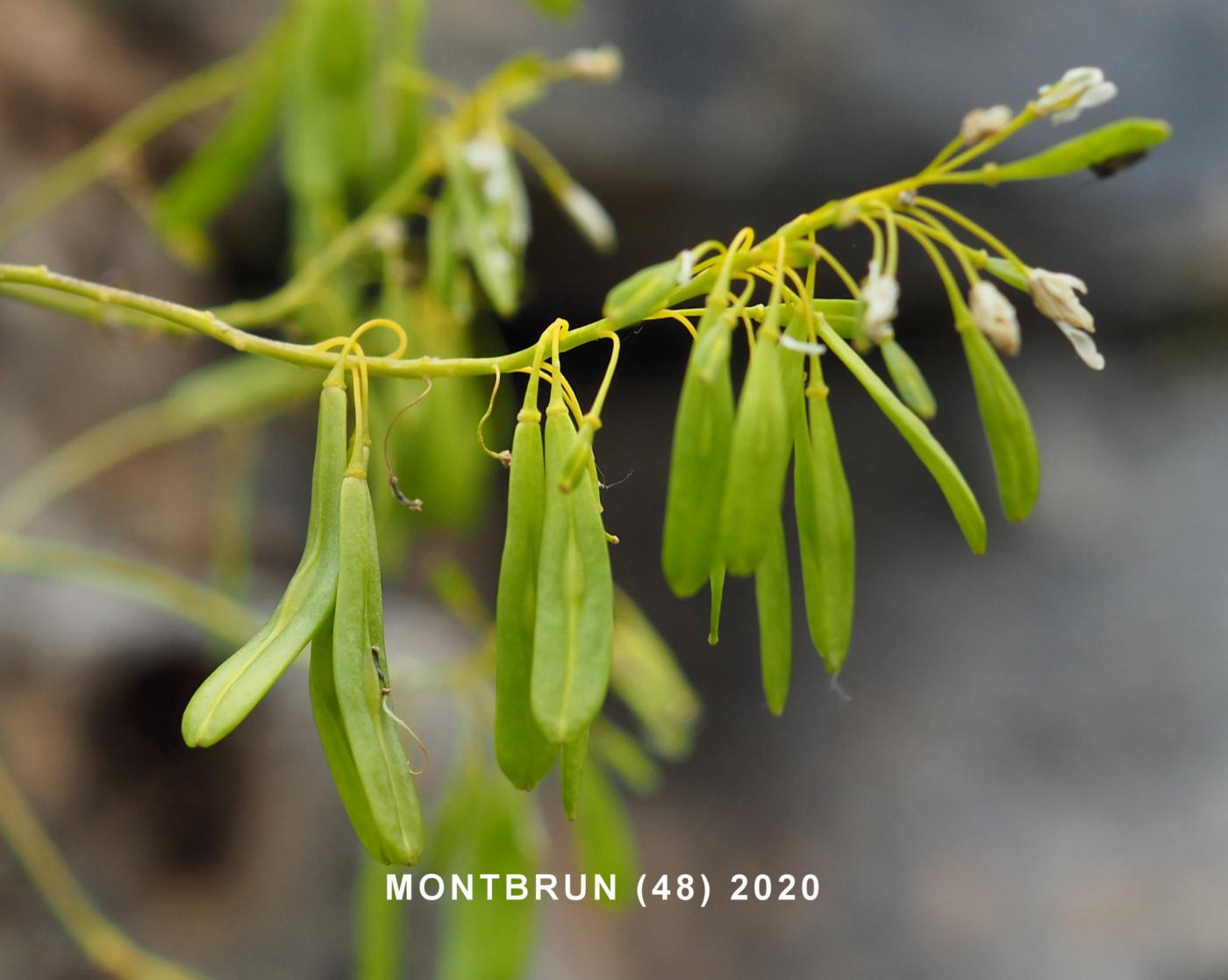 Woad fruit